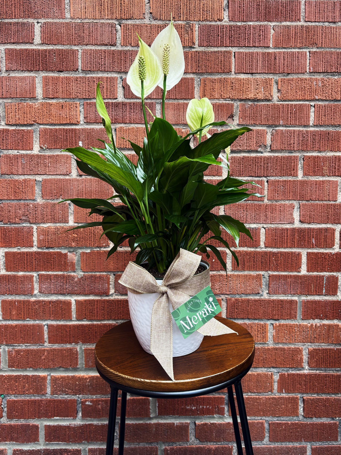 6’’ Spathiphyllum