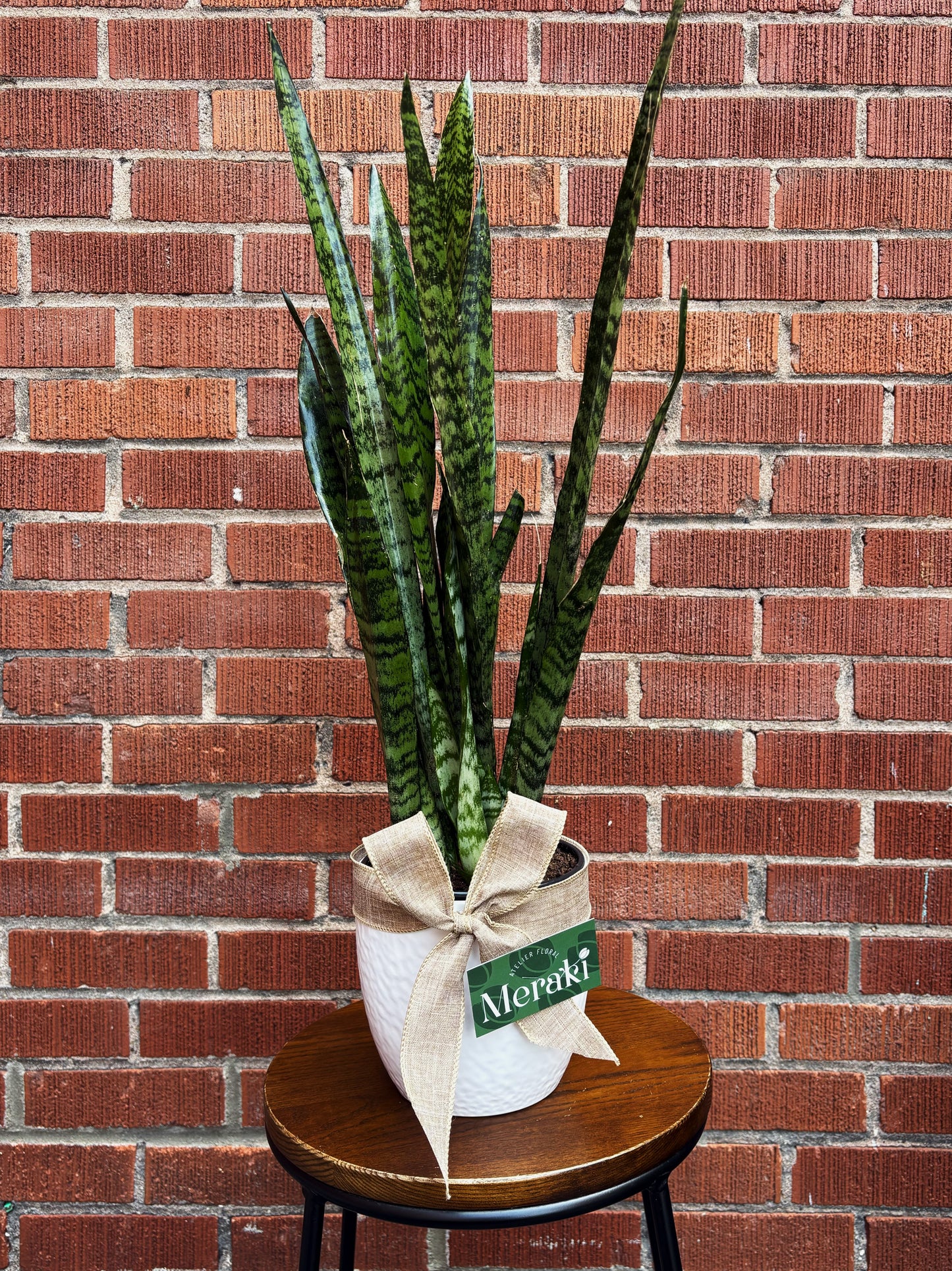 6’’ Sansevieria