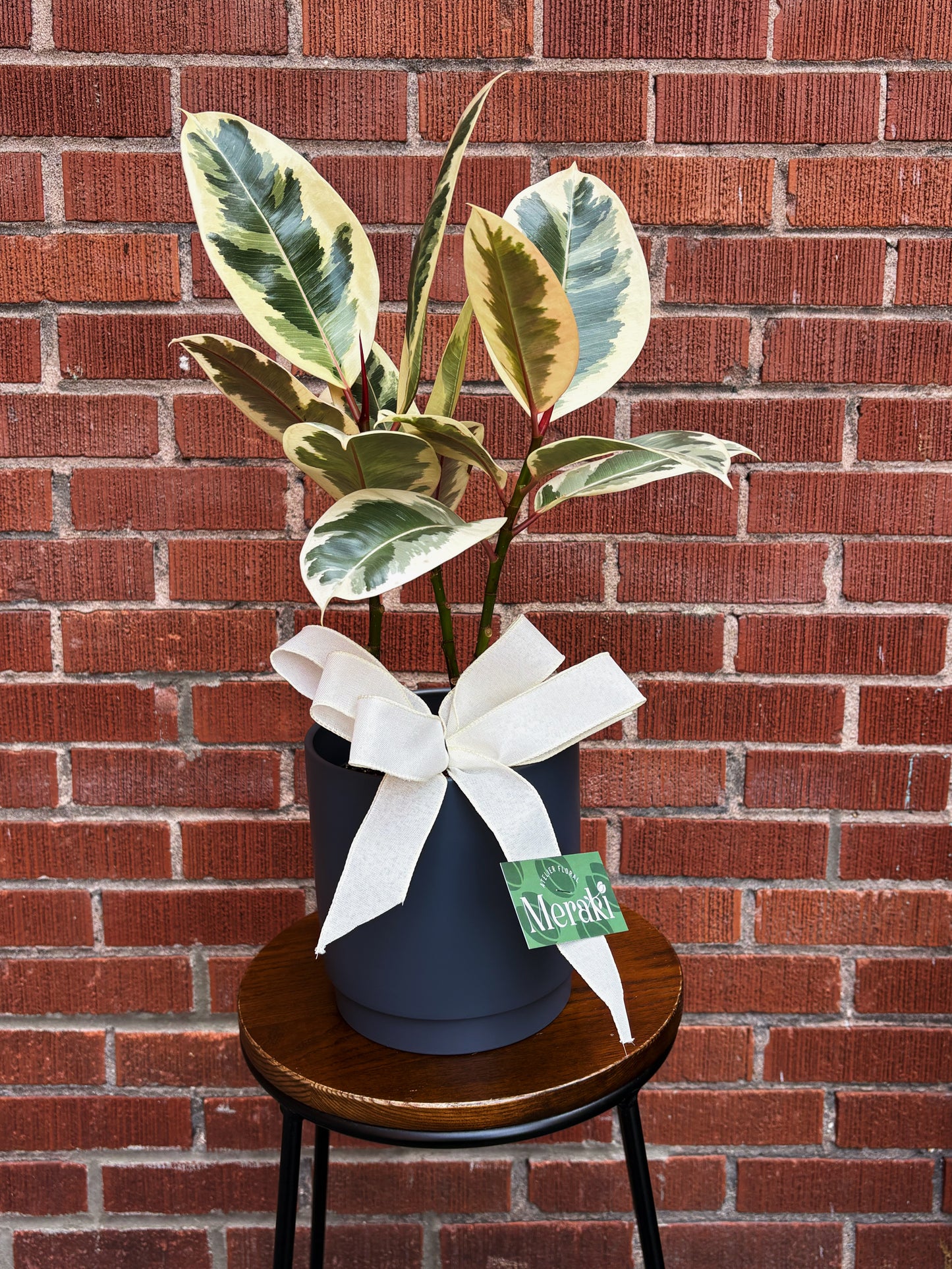 6'' Ficus Tineke/Ruby