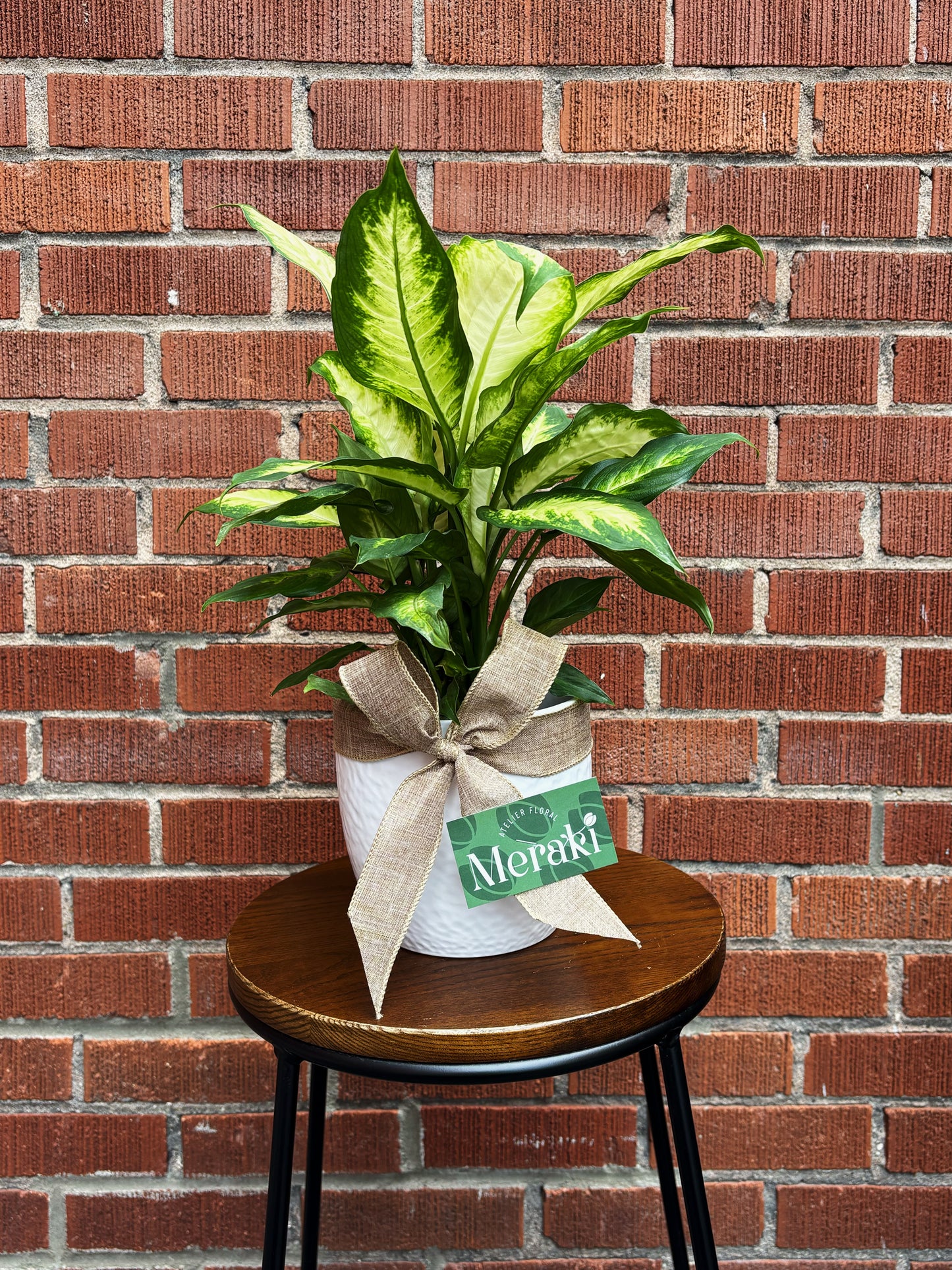 6’’ Dieffenbachia