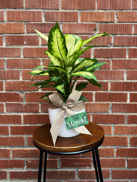 6’’ Dieffenbachia