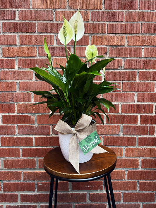 6’’ Spathiphyllum