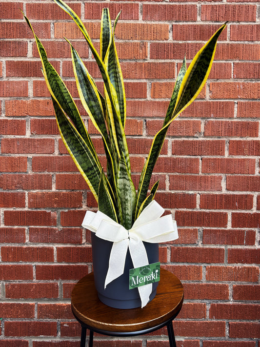 6’’ Sansevieria