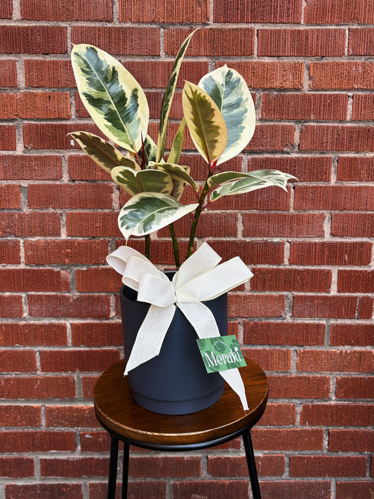 6'' Ficus Tineke/Ruby